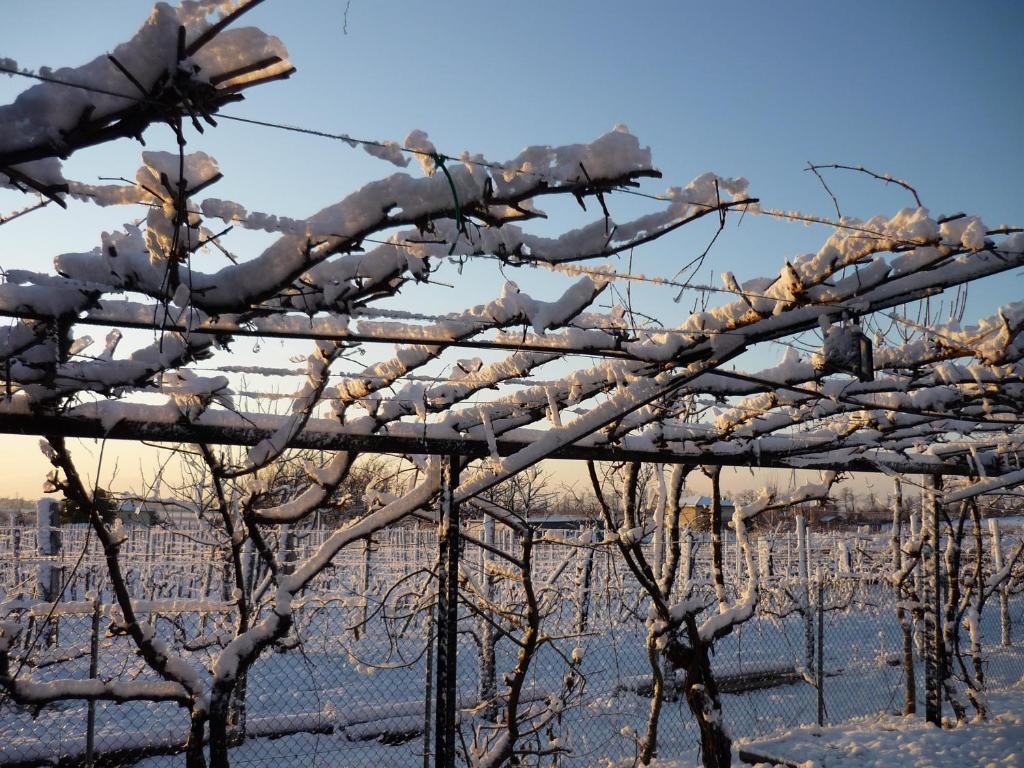 Sant'Andrea Agriturismo Con Cantina Martignago Vignaioli Asolo Prosecco Docg Wines Мазер Экстерьер фото