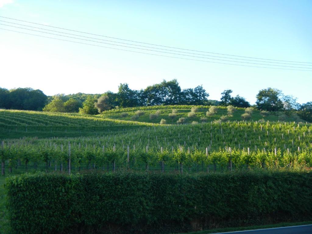 Sant'Andrea Agriturismo Con Cantina Martignago Vignaioli Asolo Prosecco Docg Wines Мазер Экстерьер фото